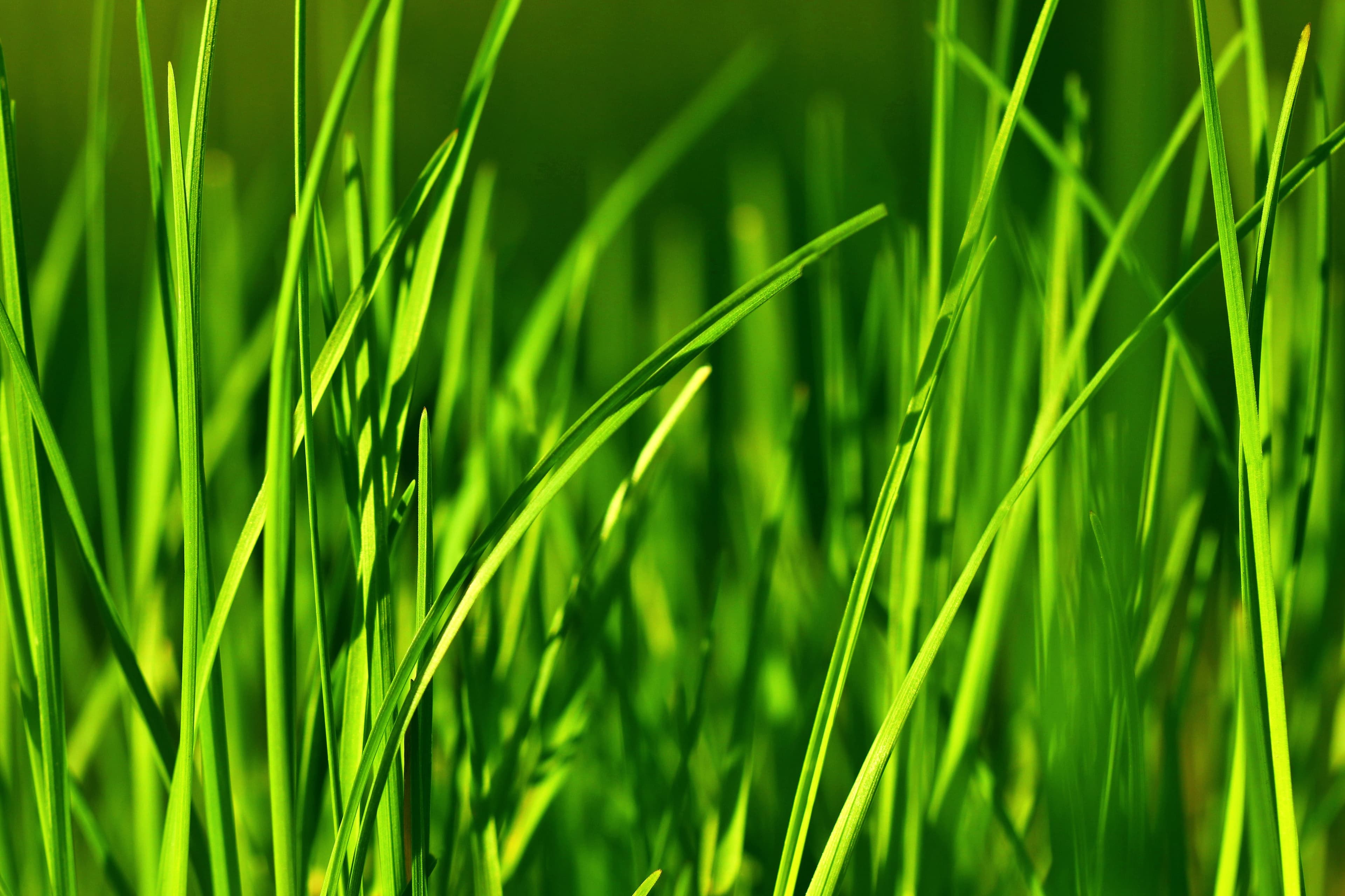 grass stain