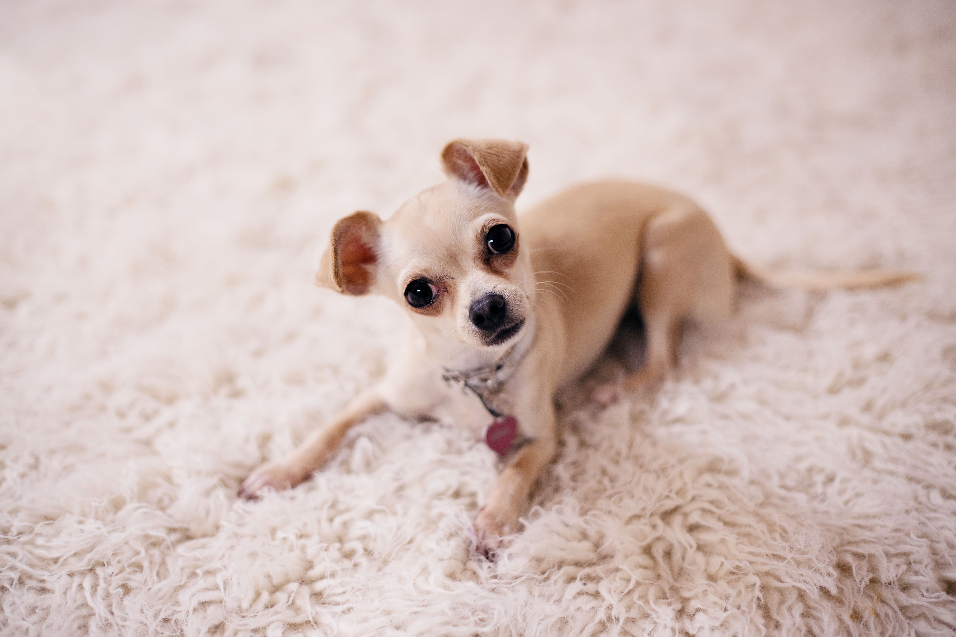 pet-urine stain